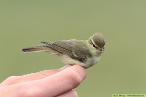 Lundsångare, Phylloscopus trochiloides